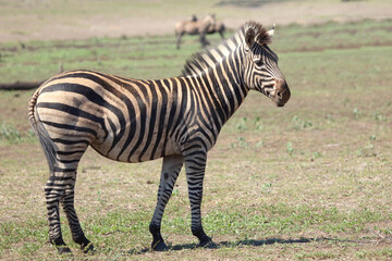 Steppenzebra / Burchell's zebra / Equus quagga burchellii