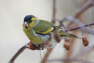 Eurasian siskin (spinus spinus) feeding with the birch seeds