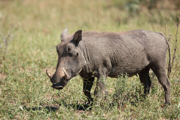 Fototapeta premium Warzenschwein / Warthog / Phacochoerus africanus..