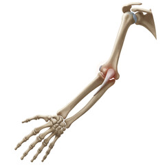 Anatomy and arthritis model