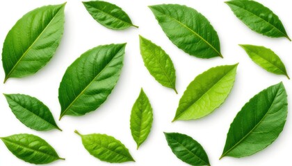 Fototapeta premium Various Fresh Green Leaves Isolated on White Background for Natural and Organic Themes in Design and Advertising