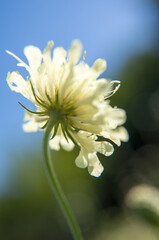 white flower on blue background