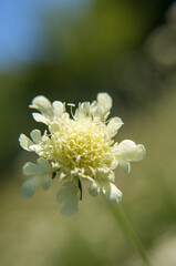 close up of a white flower