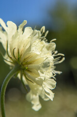 white chrysanthemum flower