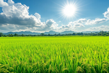 A lush rice paddy field with neat, under a bright, sunny sky, green rows stretching