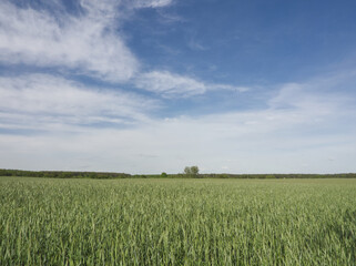 Obraz premium Ripe rye field on blue sky background. Green rye ears growing on field. Summer landscape. Agriculture harvest. Countryside background. Grain for rye flour. Agrobusiness. Corn, straw, cereal. Ripe rye.