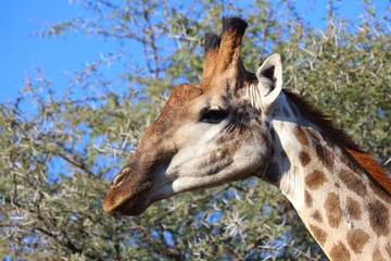 Giraffe / Giraffe / Giraffa camelopardalis