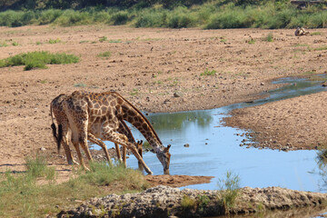 Giraffe / Giraffe / Giraffa camelopardalis