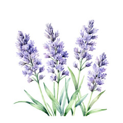 Obraz premium Watercolor, wavender flower illustration. Purple flower. Isolated on background. Perfume and scent industry
