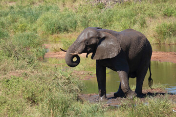 Fototapeta premium Afrikanischer Elefant / African elephant / Loxodonta africana