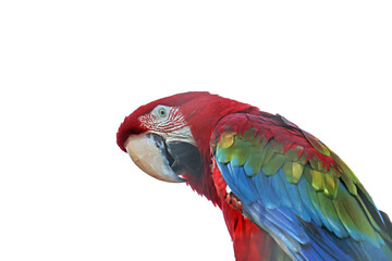 un ara très coloré