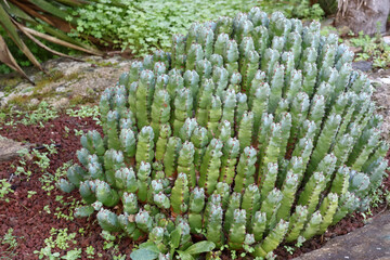 plante Euphorbia ricinifera originaire du Maroc