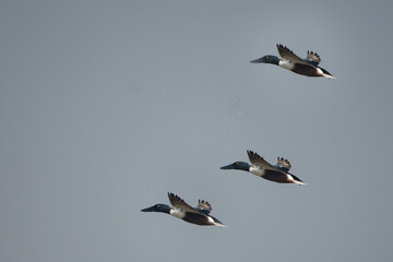 Northern Shovelers in Flight at Little Rann of Kutch