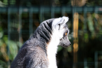 le profil du lémurien © helenedevun