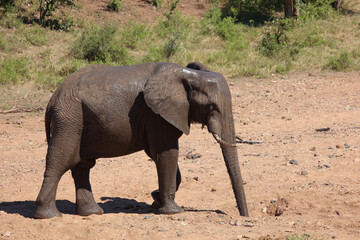 Fototapeta premium Afrikanischer Elefant / African elephant / Loxodonta africana