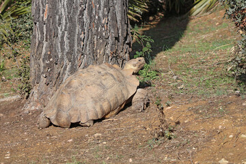 une tortue de profil © helenedevun