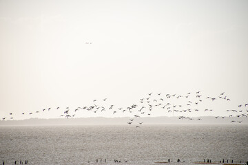 Dänische Wattenmeer Küste bei Ebbe - Vogelschwarm zieht über das trockene Watt bei Tagesanbruch