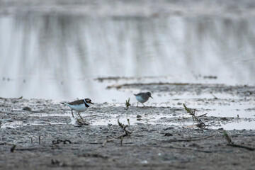Little Ringed Plover Foraging at Wild Ass Sanctuary
