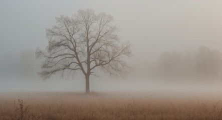Fototapeta premium Fog covering a field with a bare tree during an autumn morning.