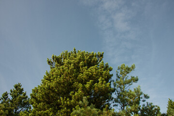 Hyggelige Natur - Nordische Kiefern vor herbstlich-frischem Himmel
