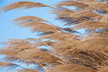 Feines goldenes Schilfgras in Blüte