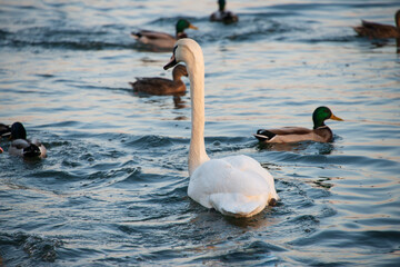Ein weiße Schwan in mitten von Enten