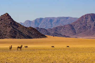 Zebras and Oryx in the arid savanna along the edge of the namib desert in Namibia, with the rugged...