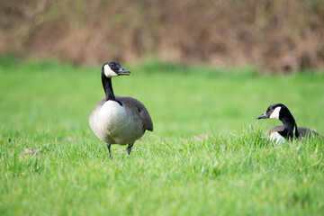 Gänse Pärchen auf einer grünen Wiese