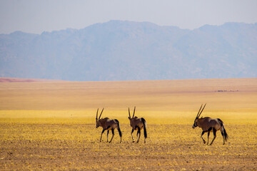 A small group of Oryx walking through the seemingly barren Namibian landscape with the rugged mountains of the escarpment rising in the background.