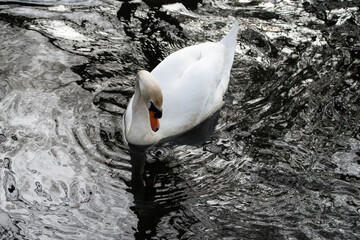 Einzelner weißer Schwan auf einem Teich mit dunklem, tiefen Wasser