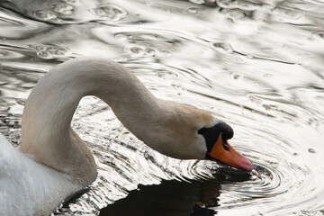 Weißer Schwan beim gründeln auf einem ruhigen See