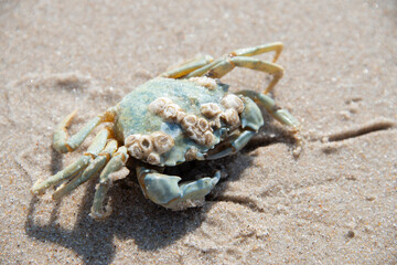 Fang des Tages - Strandkrabbe