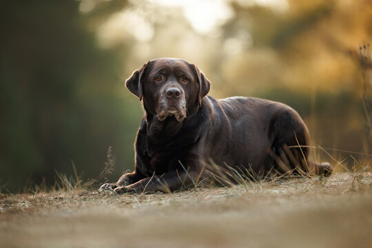 cute chocolate labrador retriever dog lying in the forest