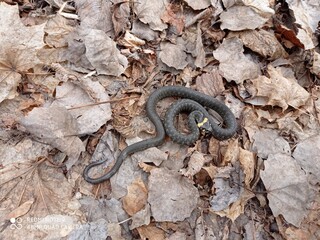 Grass snake in the forest