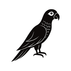 parrot vector illustration