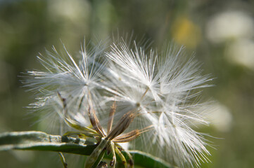 dandelion in the wind