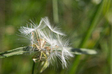 dandelion in the wind