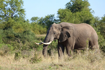 Obraz premium Afrikanischer Elefant / African elephant / Loxodonta africana