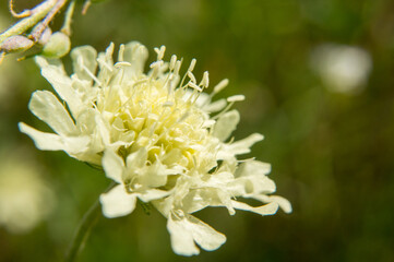 close up of a flower
