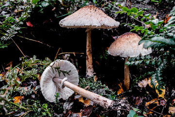 Macrolepiota