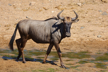 Streifengnu / Blue wildebeest / Connochaetes taurinus