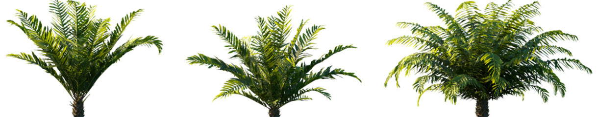 Fototapeta premium Set of Blechnum gibbum (Oceaniopteris gibba, the miniature tree fern) frontal isolated png on a transparent background perfectly cutout high resolution