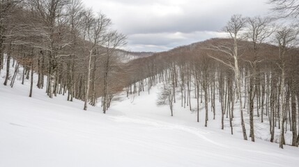 Fototapeta premium Serene Winter Landscape: Snow-Covered Beech Forest