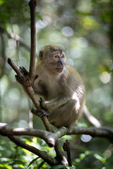 singe