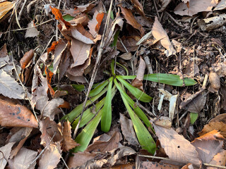 まだ冬の真っ只中、元気に春を待つショウジョウバカマ