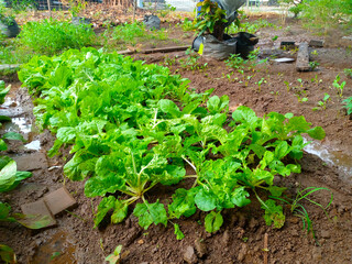 vegetable garden in the garden