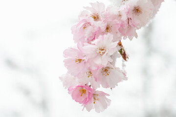 Wintereinbruch im Frühling, authentische, schneebedeckte Blüten der rosa Zierkirsche