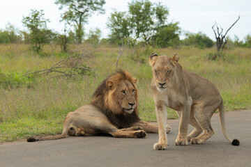 Lion, Lionne, Panthera leo, Parc national Kruger, Afrique du Sud