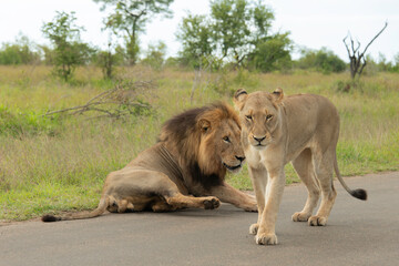 Lion, Lionne, Panthera leo, Parc national Kruger, Afrique du Sud