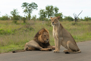 Lion, Lionne, Panthera leo, Parc national Kruger, Afrique du Sud